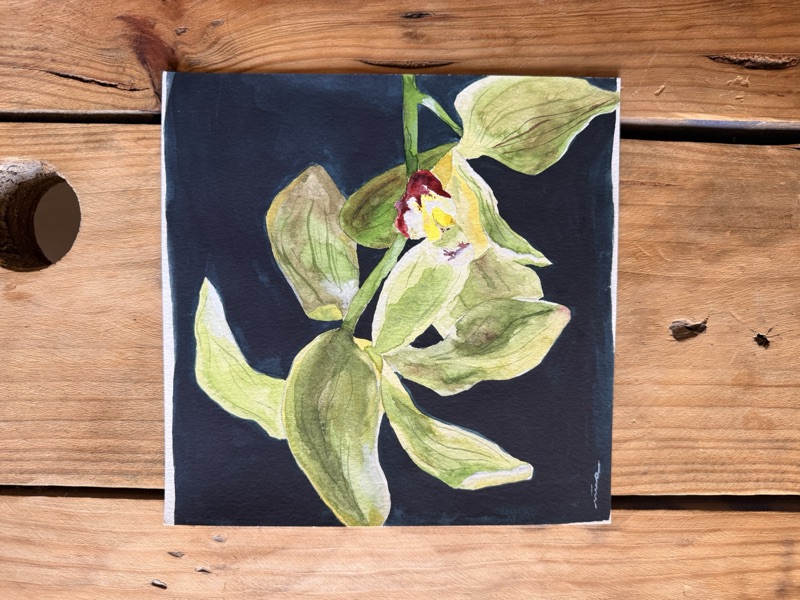 Orquídia